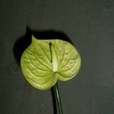 Small Anthurium Flower - Light Green
