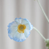Poppy Flower - Light Blue