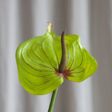 Large Heart Shaped Flamingo Anthurium - Green/Pink