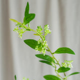 Leaves With Green Berries