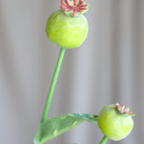 Poppy Capsule