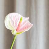 Small Anthurium Flower - Light Pink