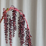 Amaranthus Succulent - Red