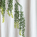 Amaranthus Succulent - Green