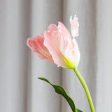 Monet Parrot Tulip - Pink