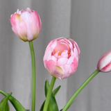 Luxury Grandiose Tulip Bouquet - Light Pink