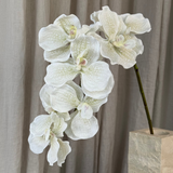 Luxury Butterfly Orchid "Real Touch" - White