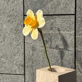 Grandiose Daffodil Bunch