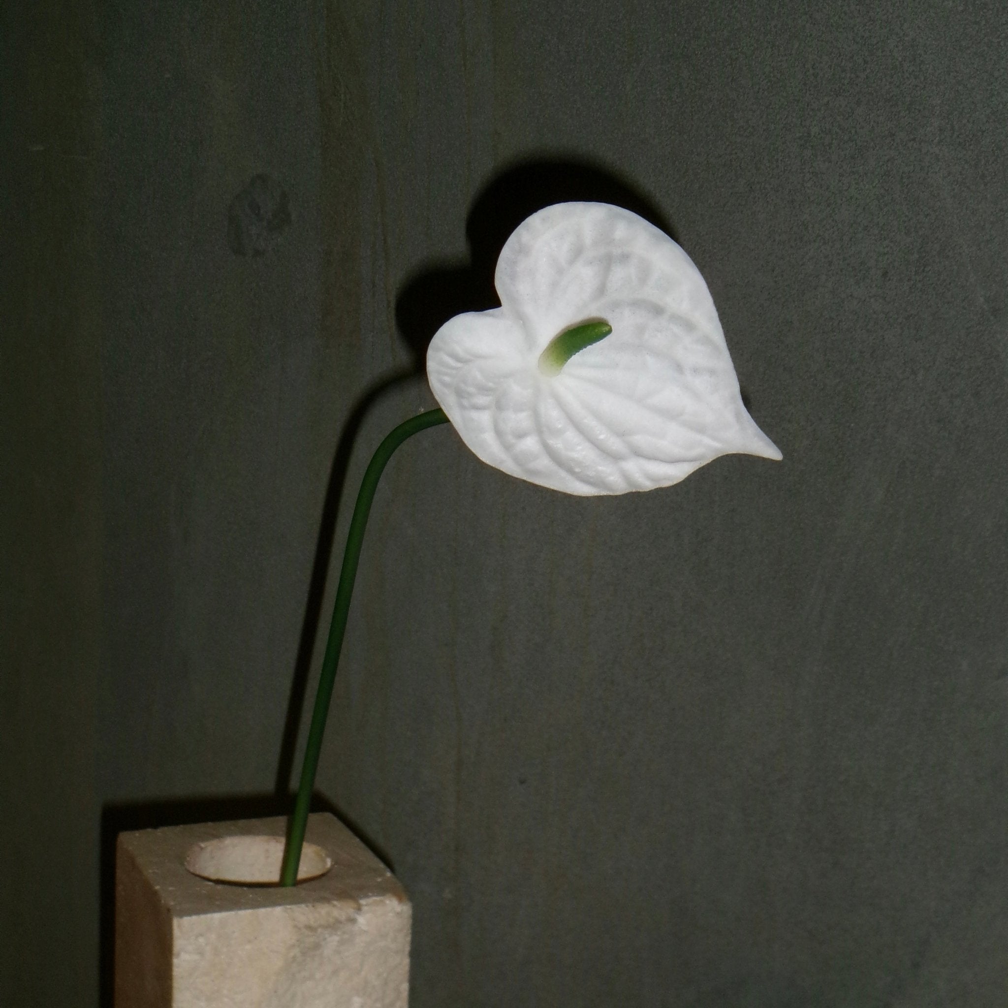 Anthurium Obsession 🌿