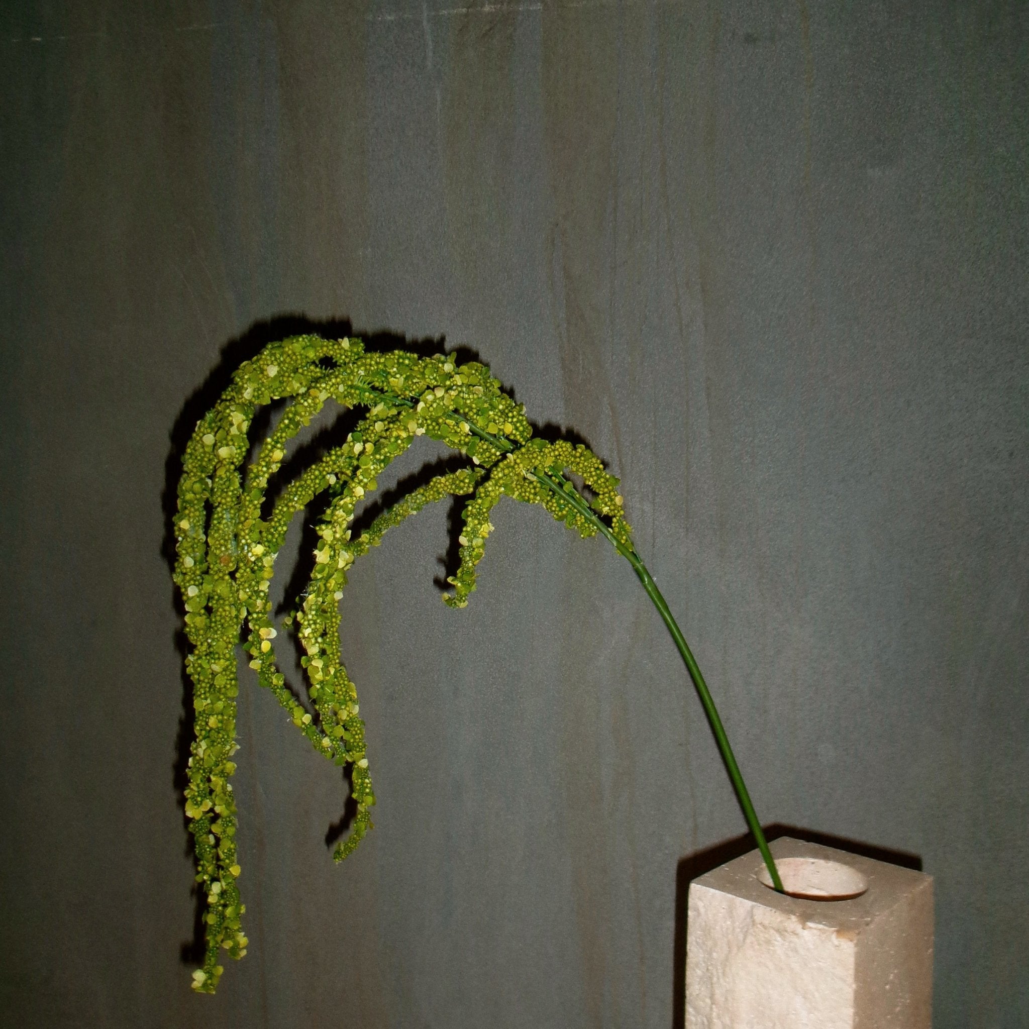 Amaranthus Love 💚