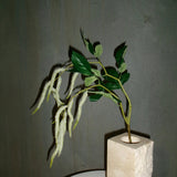 Amaranthus 2 Branches Foliage - White