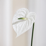 Small Anthurium Flower - White