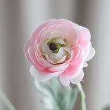 6-Headed Ranunculus - Light Pink
