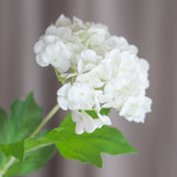 3 Heads Hydrangea Snowball - White