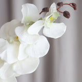 Butterfly Orchid - White