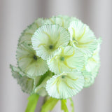Scabiosa Flower - Green