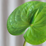 Anthurium - Green