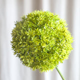 Allium Ball Flower Green