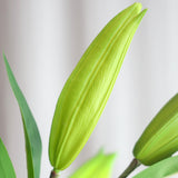 Lily Flower Bud