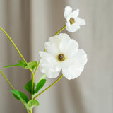 Butterfly Ranunculus - White