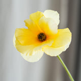 Butterfly Ranunculus - Butter Yellow