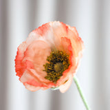 Opium Poppy - Coral