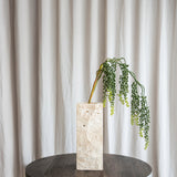 Amaranthus Succulent - Green