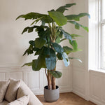 Bananpalme i potte 112*102*240cm
