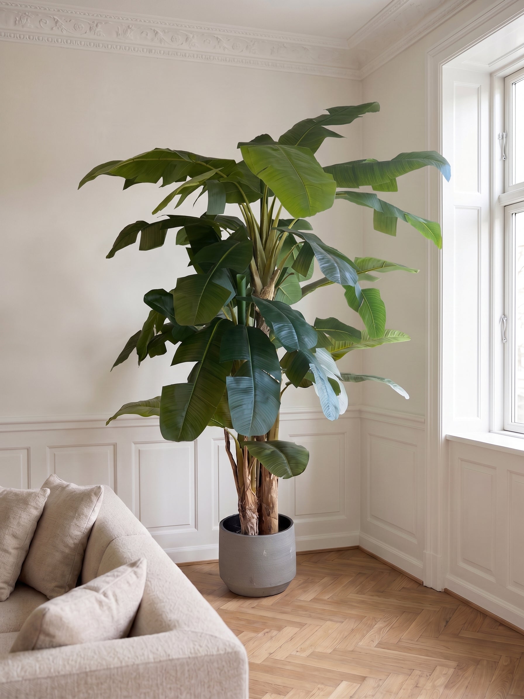 Bananpalme i potte 112*102*240cm