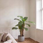 Bananpalme i potte 64*60*120cm