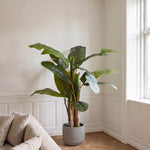 Bananpalme i potte 75*70*150cm