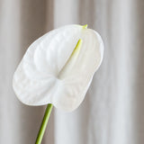 Anthurium - Bright White