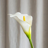 Calla Lily Flower - White