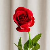 Long Stem Rose - Red