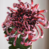 Large Chrysanthemum - Bordeaux