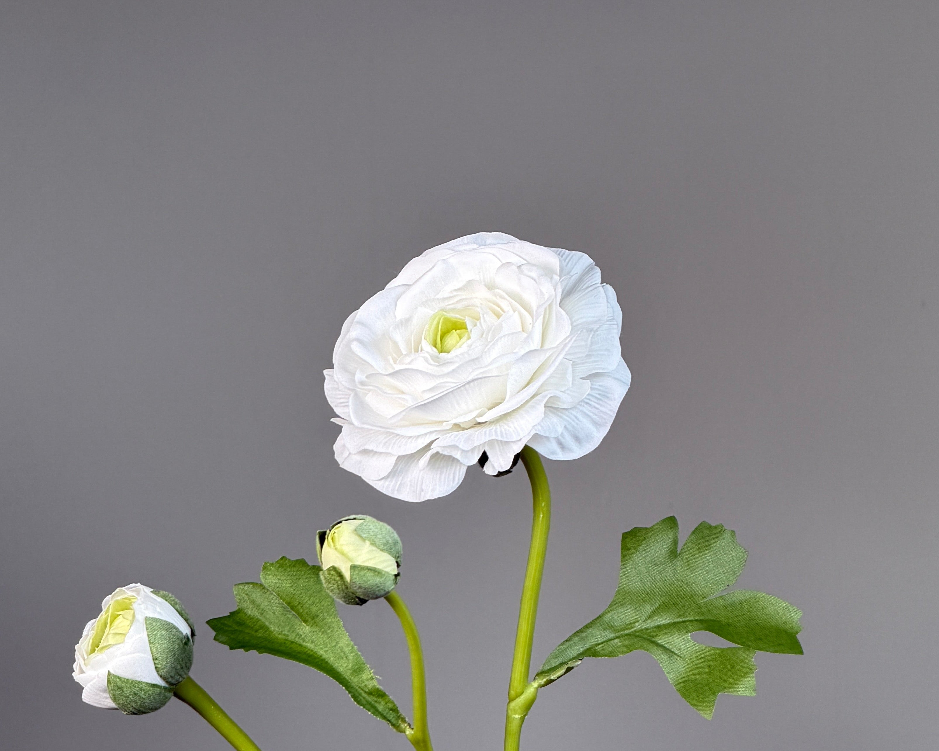 Luxury Ranunculus Flower "Real Touch" – White