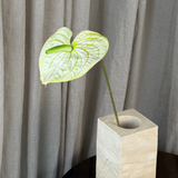 Flamingo Anthurium - White/Green