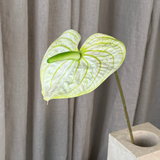 Flamingo Anthurium - White/Green