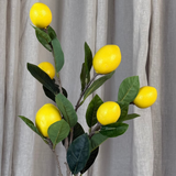 Lemon Branch Fruit Stem