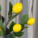 Lemon Branch Fruit Stem