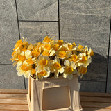 Daffodil Flower