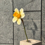 Daffodil Flower