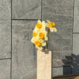 Large Daffodil Bunch