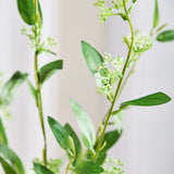Leaves With Green Berries