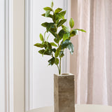 Green "Tea Olive" Leaves