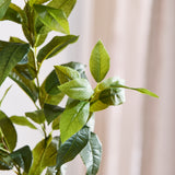 Green "Tea Olive" Leaves