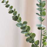 Eukalyptus Blade "Silver Dollar"