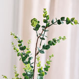 Eucalyptus "Money" Gren