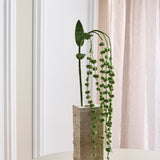 Amaranthus "Lover's Tear" Flower