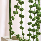 Amaranthus "Lover's Tear" Flower